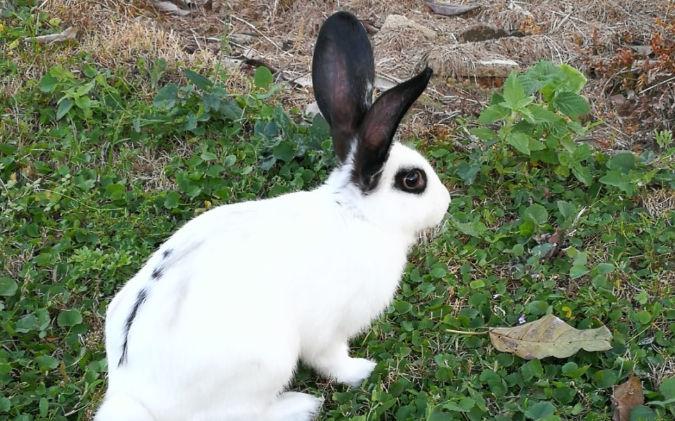 我的贵妃一兔叽