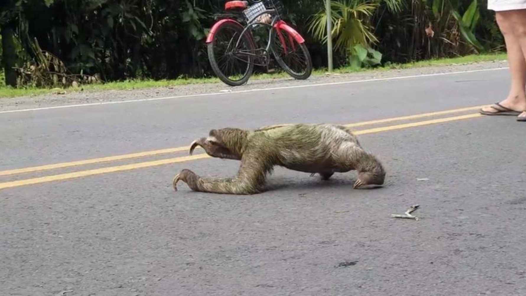 树懒过马路爬太慢,急得行人一把抱起它,树懒的表情让人笑喷