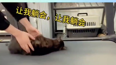 摆烂猫哔哩哔哩bilibili