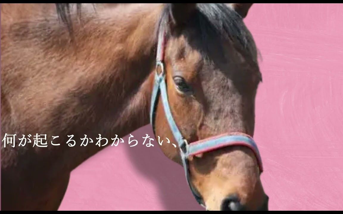 日本帝王产驹春乌拉拉=ハルウララ そふと女子会 jra cm风