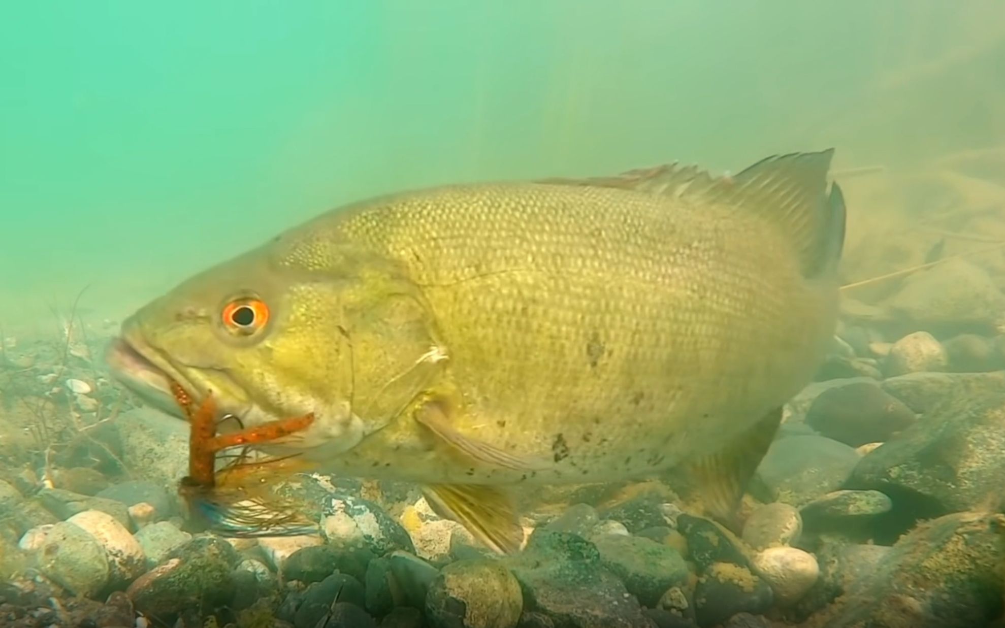 路亚钓鱼水下拍摄路亚钓鲈鱼视频合辑