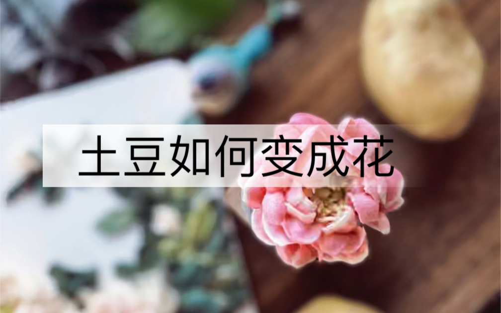 土豆裱花制作全过程及注意事项—韩式裱花哔哩哔哩bilibili