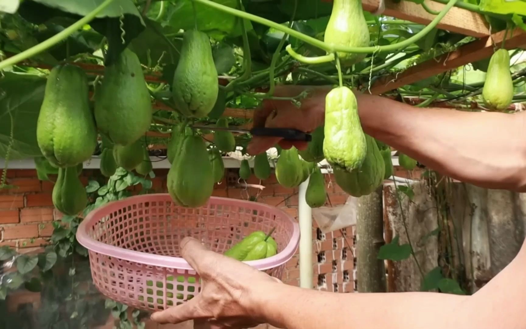 佛手瓜種植小技巧,種一顆結上百顆,方法免費分享