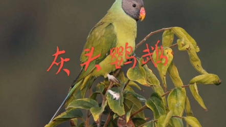 国家二级保护野生鸟类#灰头鹦鹉