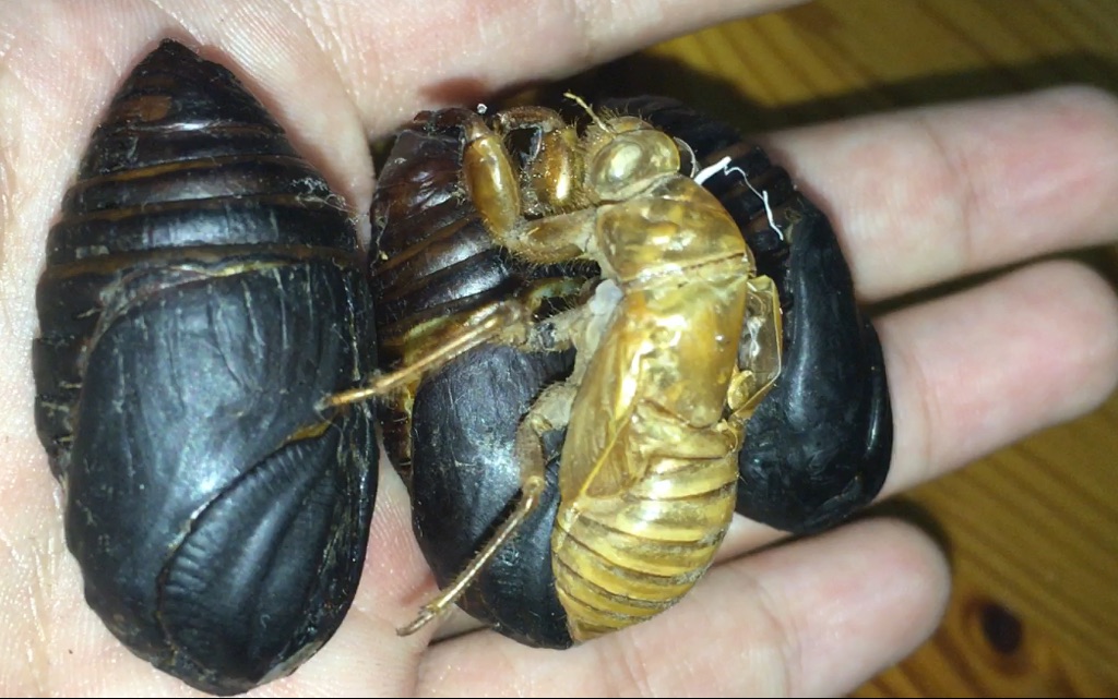 金蝉蛹的功效与作用(金蝉蛹的功效:美容养颜,增强免疫力)