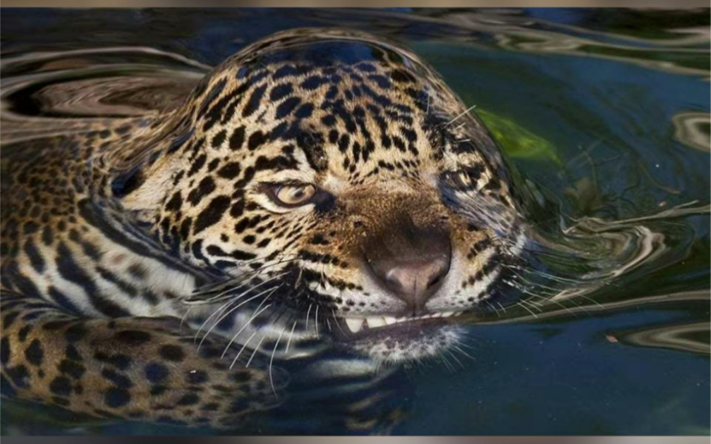 美洲豹水上好霸气水下变逗比