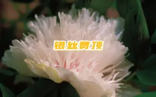 Download Video: 牡丹珍品——银丝贯顶，现已盛开，大家快来打卡吧！#四月为爱奔赴洛阳