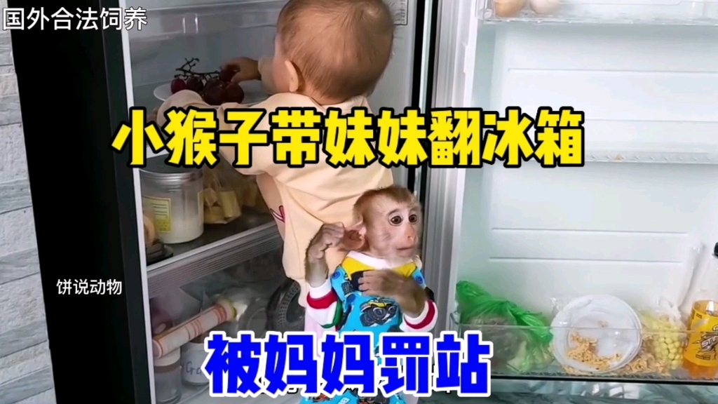 [图]小猴子带妹妹翻冰箱，被妈妈发现，罚小猴子面冰箱思过