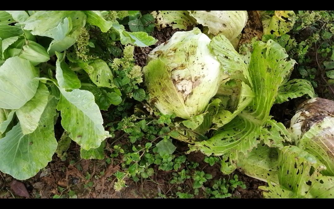菜地里种的包菜太多,吃不过来都烂地里了,真是太可惜啦_哔哩哔哩_bili