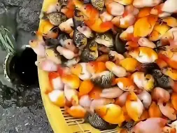 日本排水沟里的锦鲤