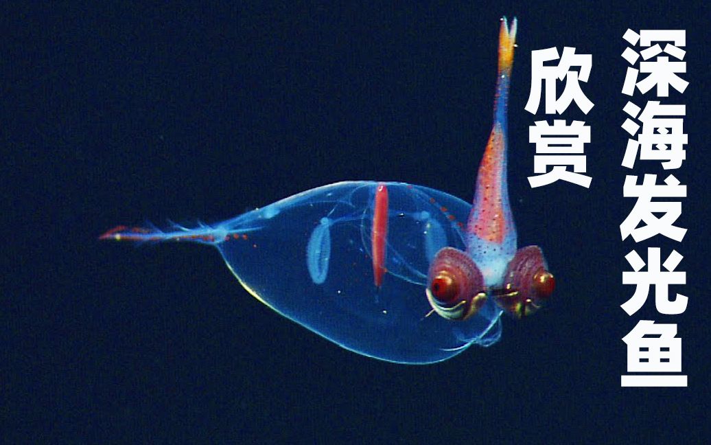 8个海底怪物 会发光的鱼类 深海发光动物欣赏