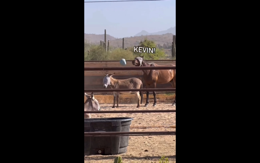 恶霸马欺负老实马kevin