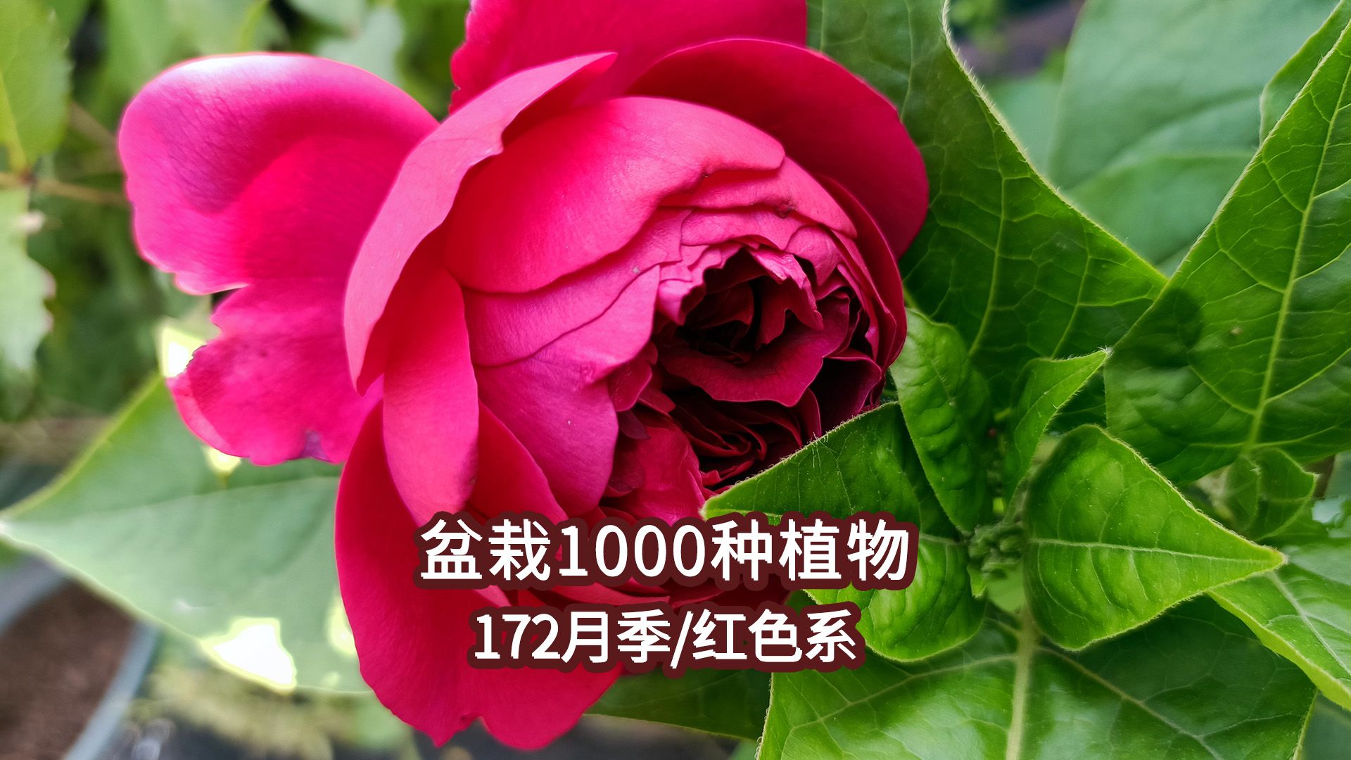 盆栽1000种植物|172 月季(红色系)