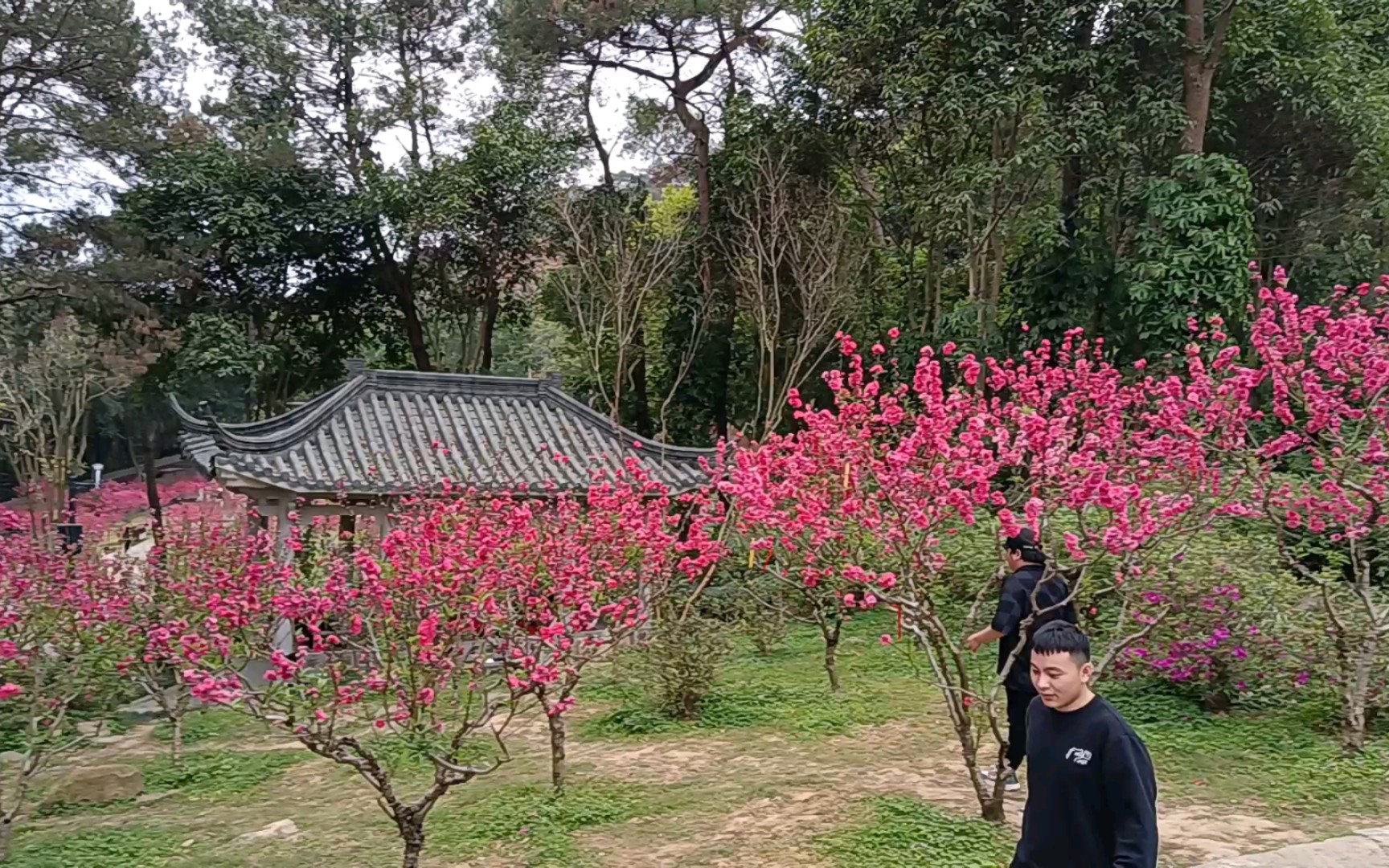 桃花坞里桃花开,满园春色惹人醉哔哩哔哩bilibili