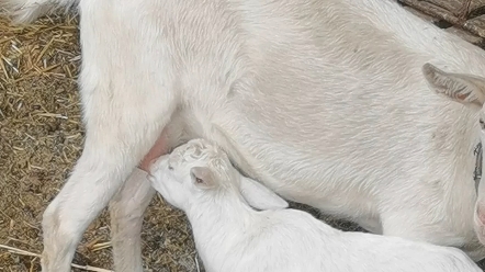 我羊羊也不是善良之辈.羊羔跪乳,不可能哔哩哔哩bilibili