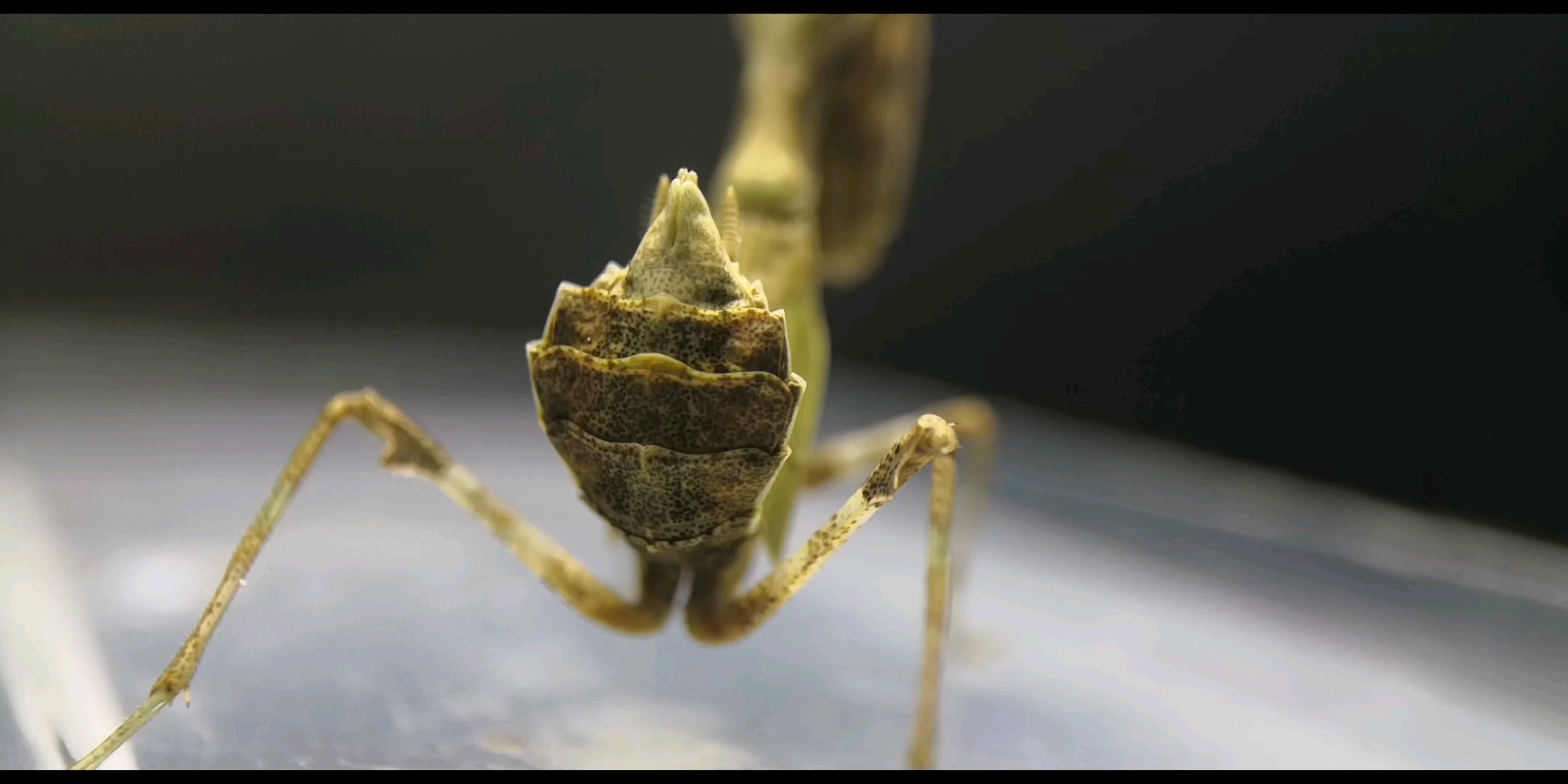 一只姬螳在呼吸