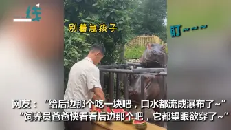 下载视频: 饲养员给小河马开小灶 另一只河马在身后目睹全程 哀怨的眼神亮了