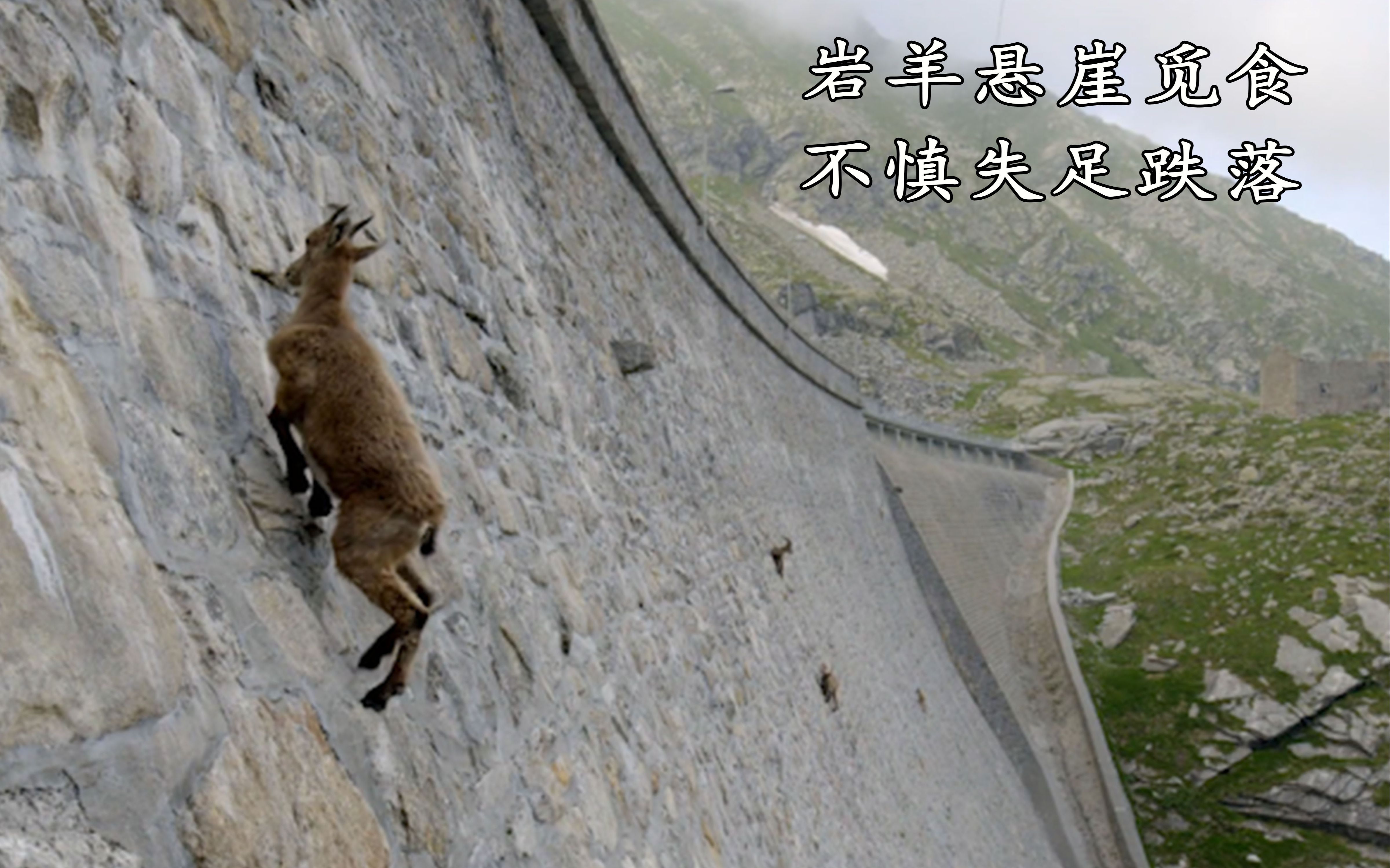 [图]岩羊悬崖觅食，不小心失足跌落山崖，吃了这顿没下顿