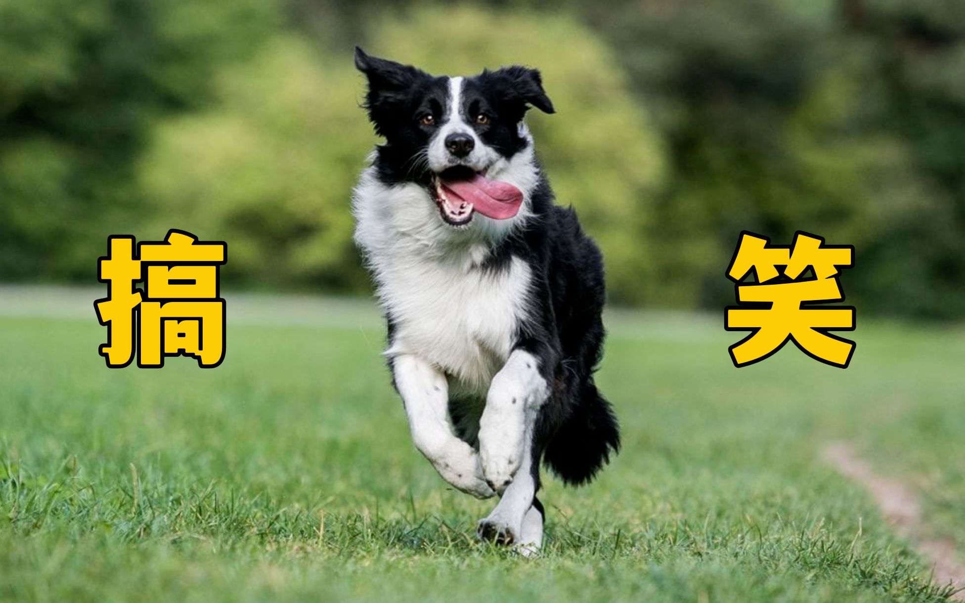 边牧干坏事的搞笑瞬间