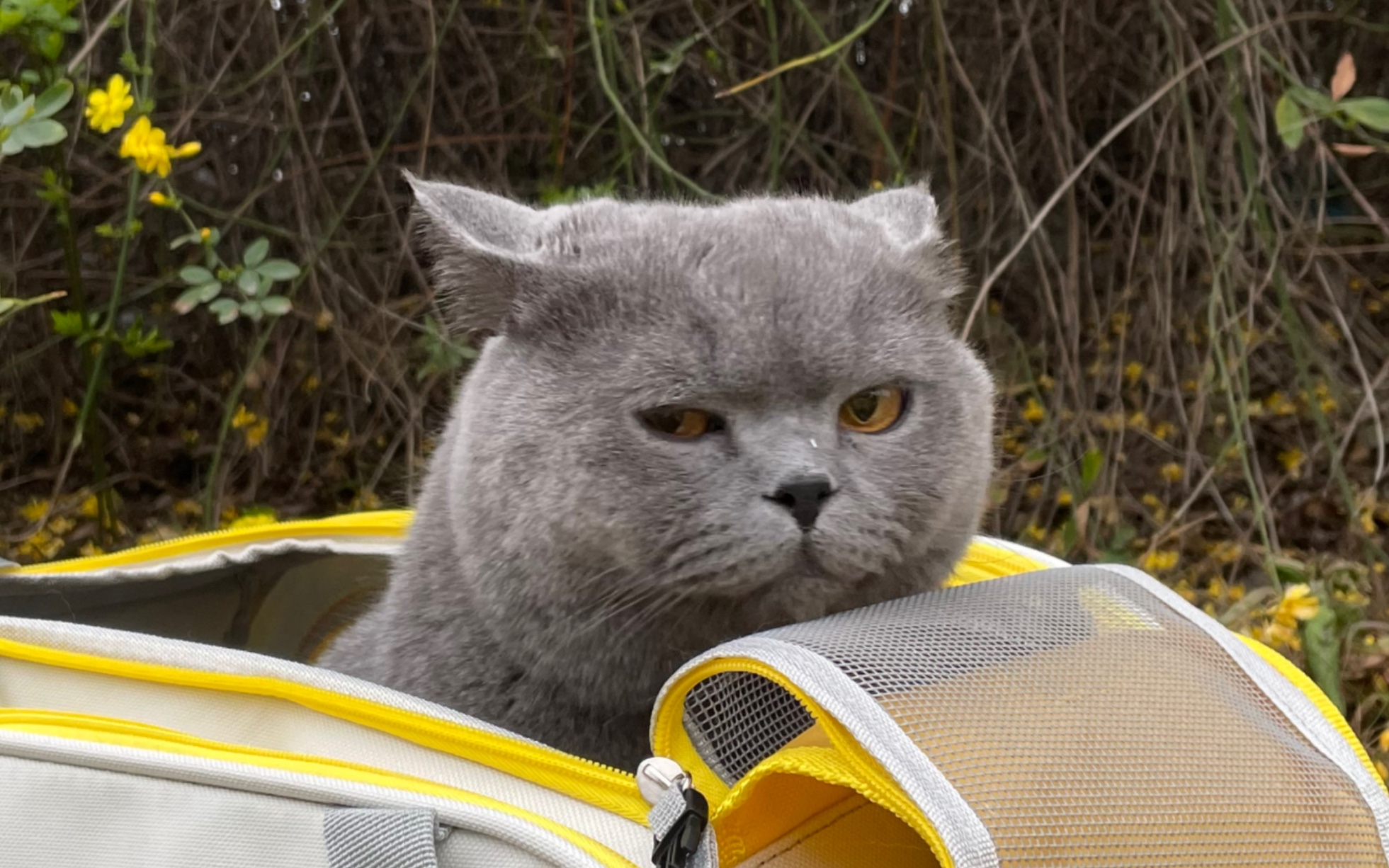 荒原猫侠客原始袋甩起来