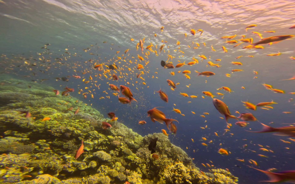 潜水圣地埃及达哈卜蓝洞
