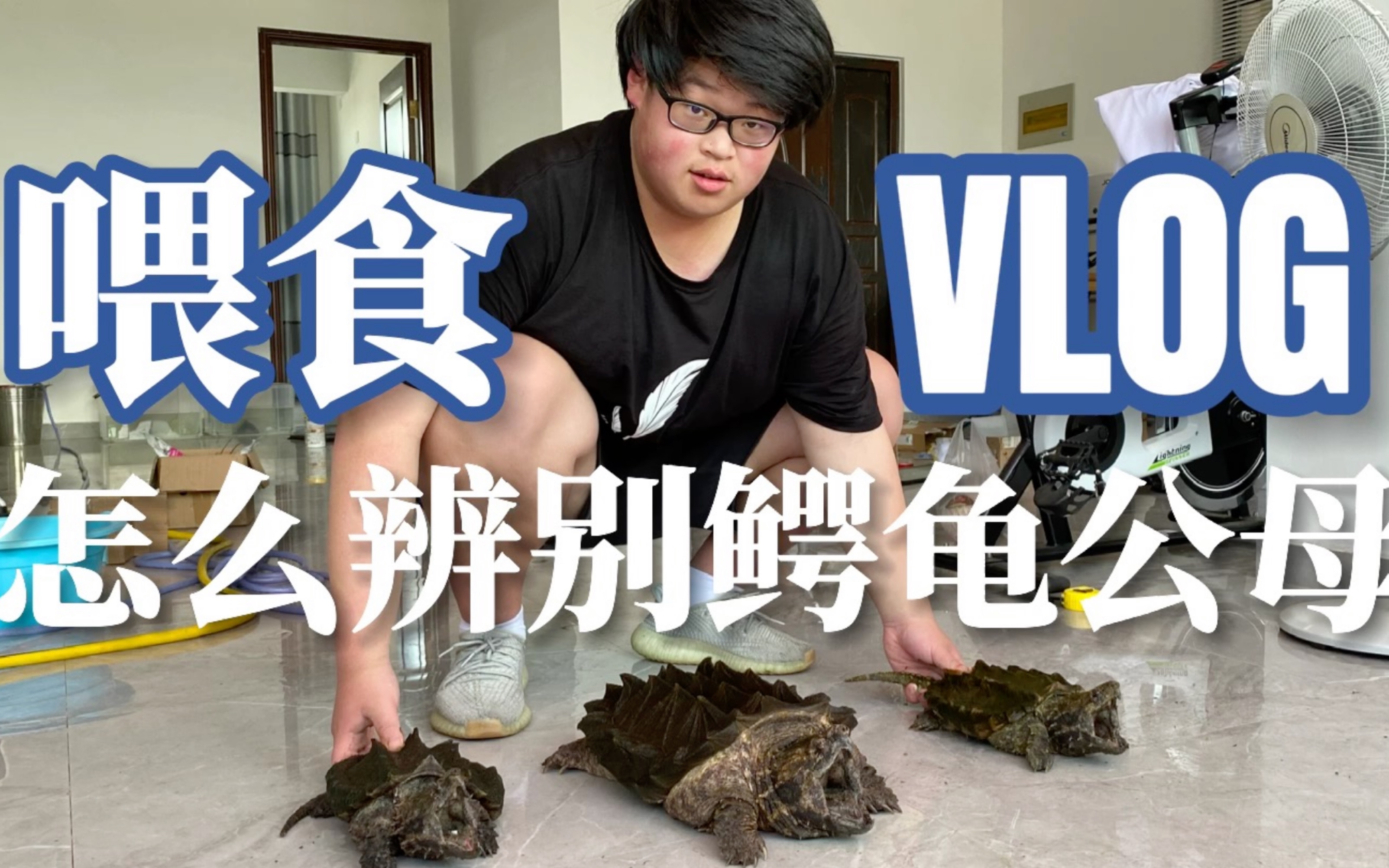 活动作品怎么辨别鳄龟公母草龟饿得直敲壁给它饱餐一顿