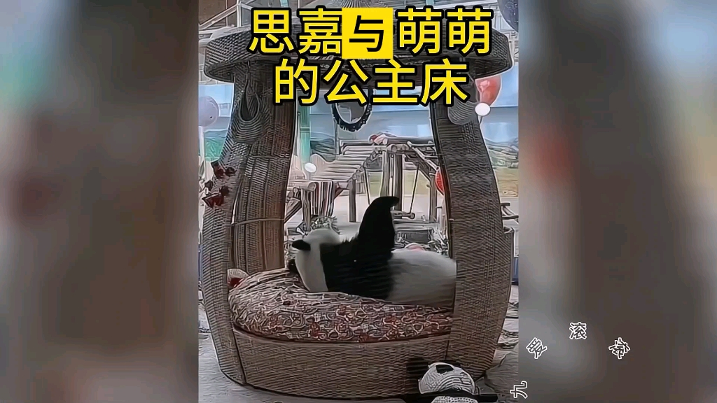 思嘉与萌萌的公主床在整个大熊猫圈都是相当的炸裂的存在,不知道能造几天.哔哩哔哩bilibili