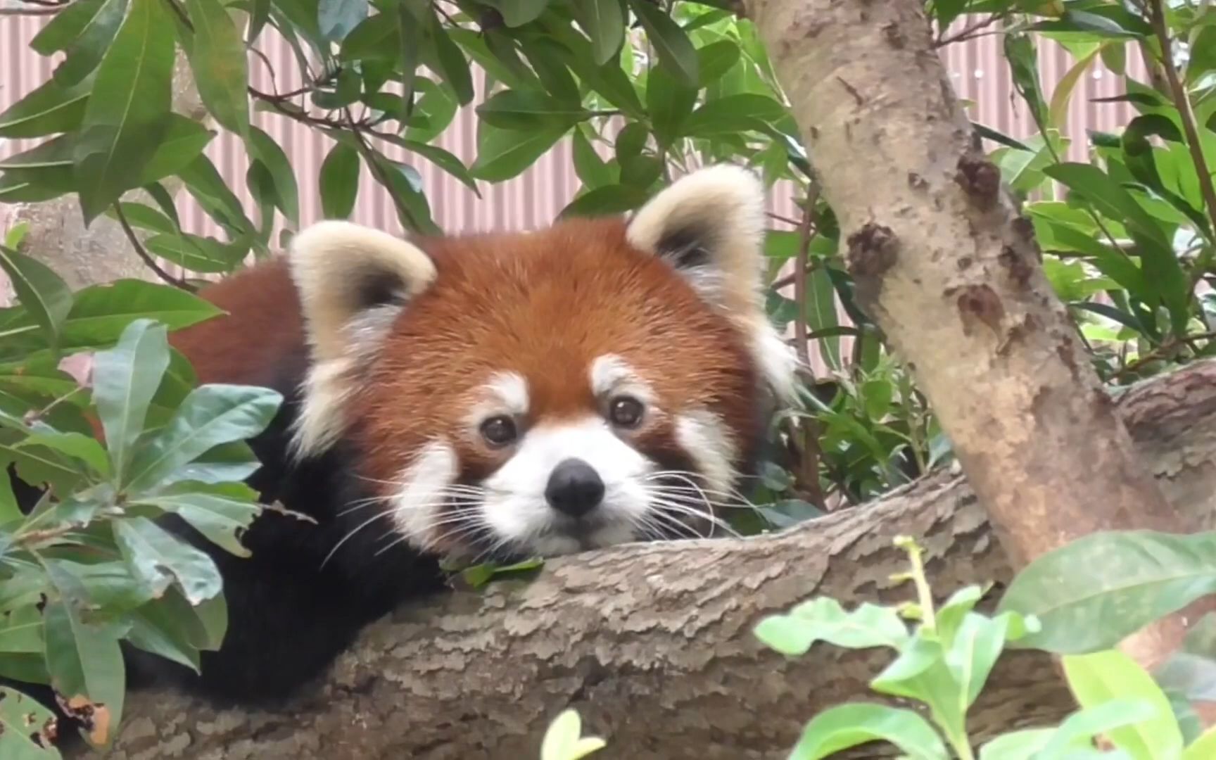 丰桥综合动植物公园 在树上发呆的小熊猫李花