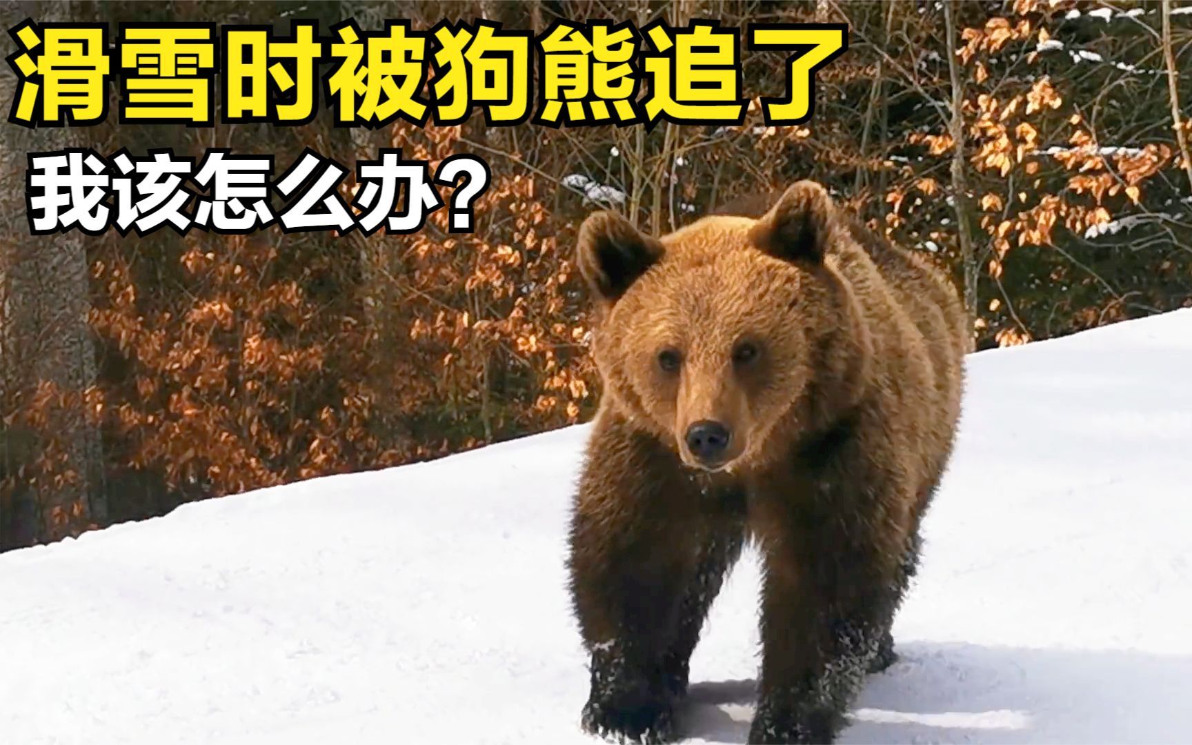 [图]男子在野外滑雪，突然冲出来一只狗熊，气氛瞬间凝固，这该怎么办