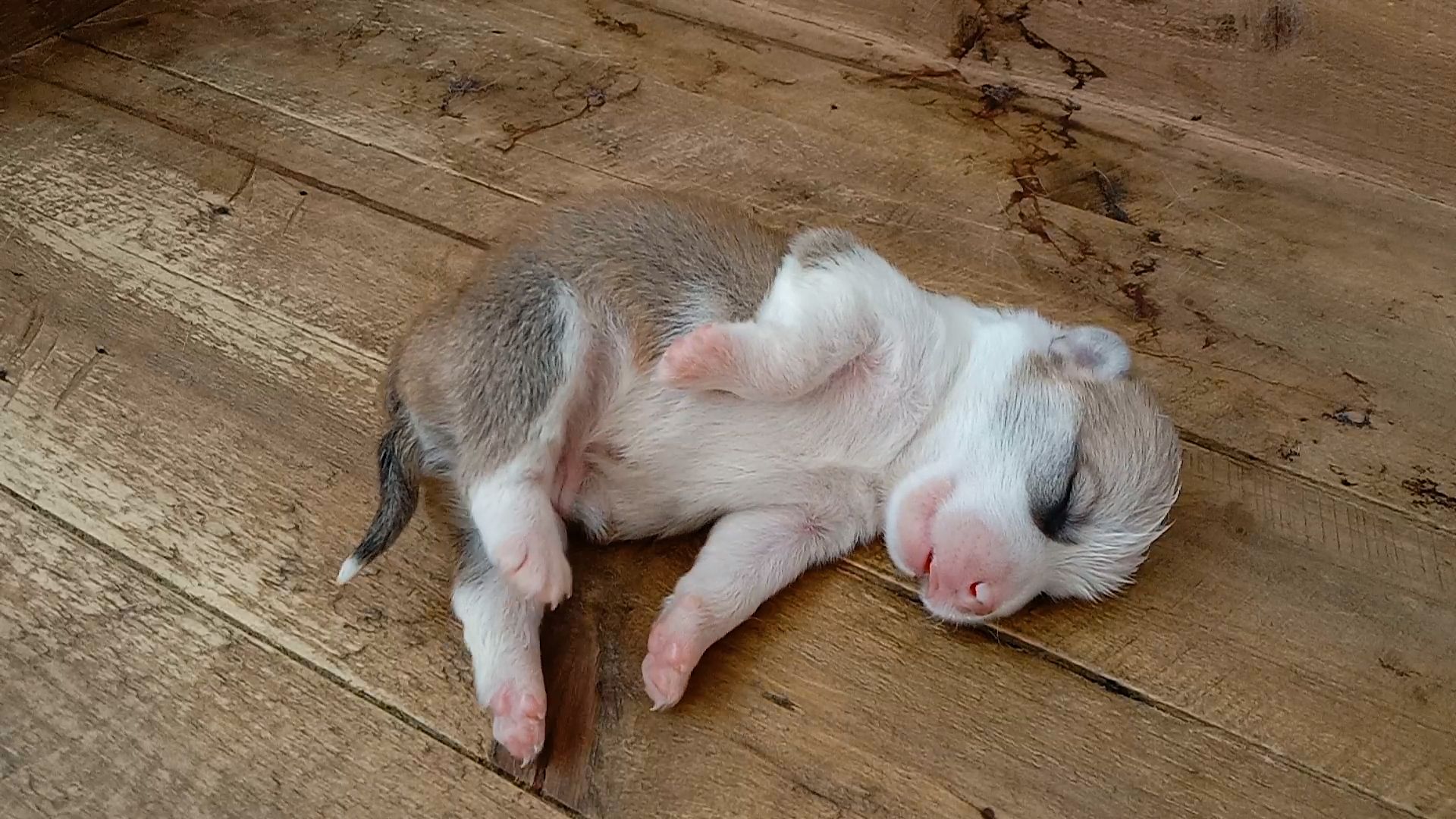 刚出生第八天的小奶狗正熟睡中,当主人戳它那一刻,真可爱