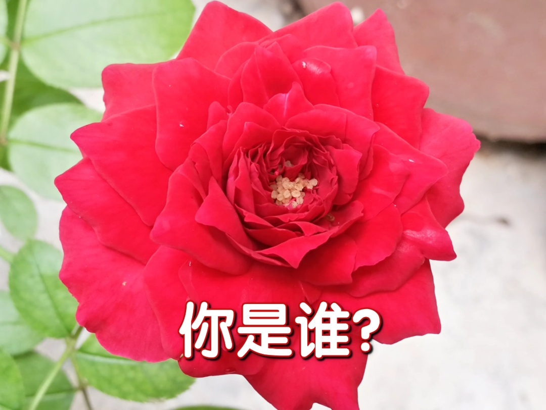 【错版苗月季】花色娇艳似火,花瓣热情奔放,花蕊含羞若现,漂亮的美人尖层层叠叠,尽显妩媚,只可惜不知道它的名字.哔哩哔哩bilibili