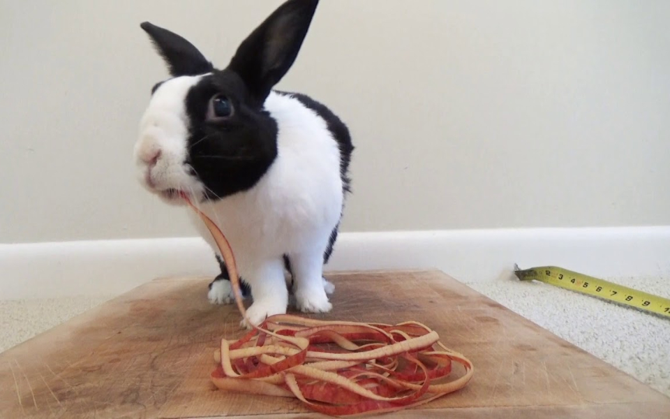 asmr耳朵极度享受:兔兔吃苹果皮 说过了这才不是我呢 哼@油兔不二字幕