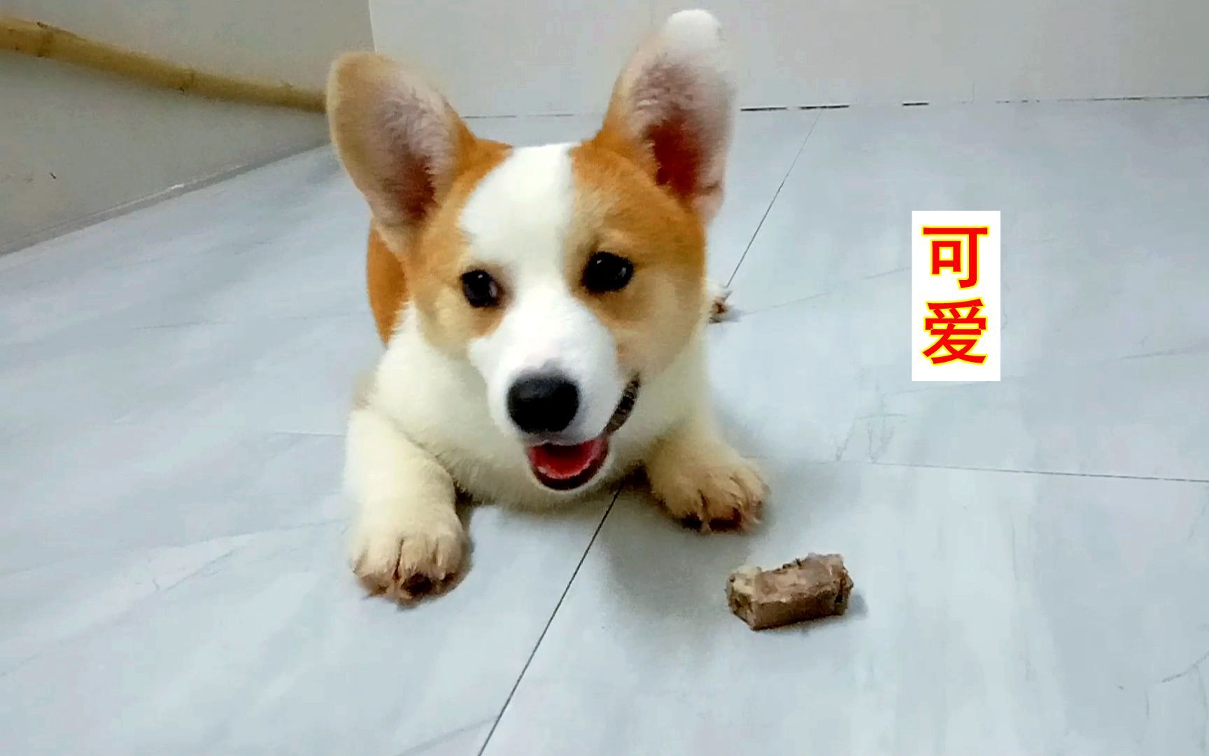 小狗第一次吃骨头,高兴得像个小孩子,憨萌的样子真可爱