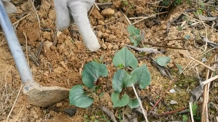 折耳根的邛崃话叫法,你get到了吗哔哩哔哩bilibili