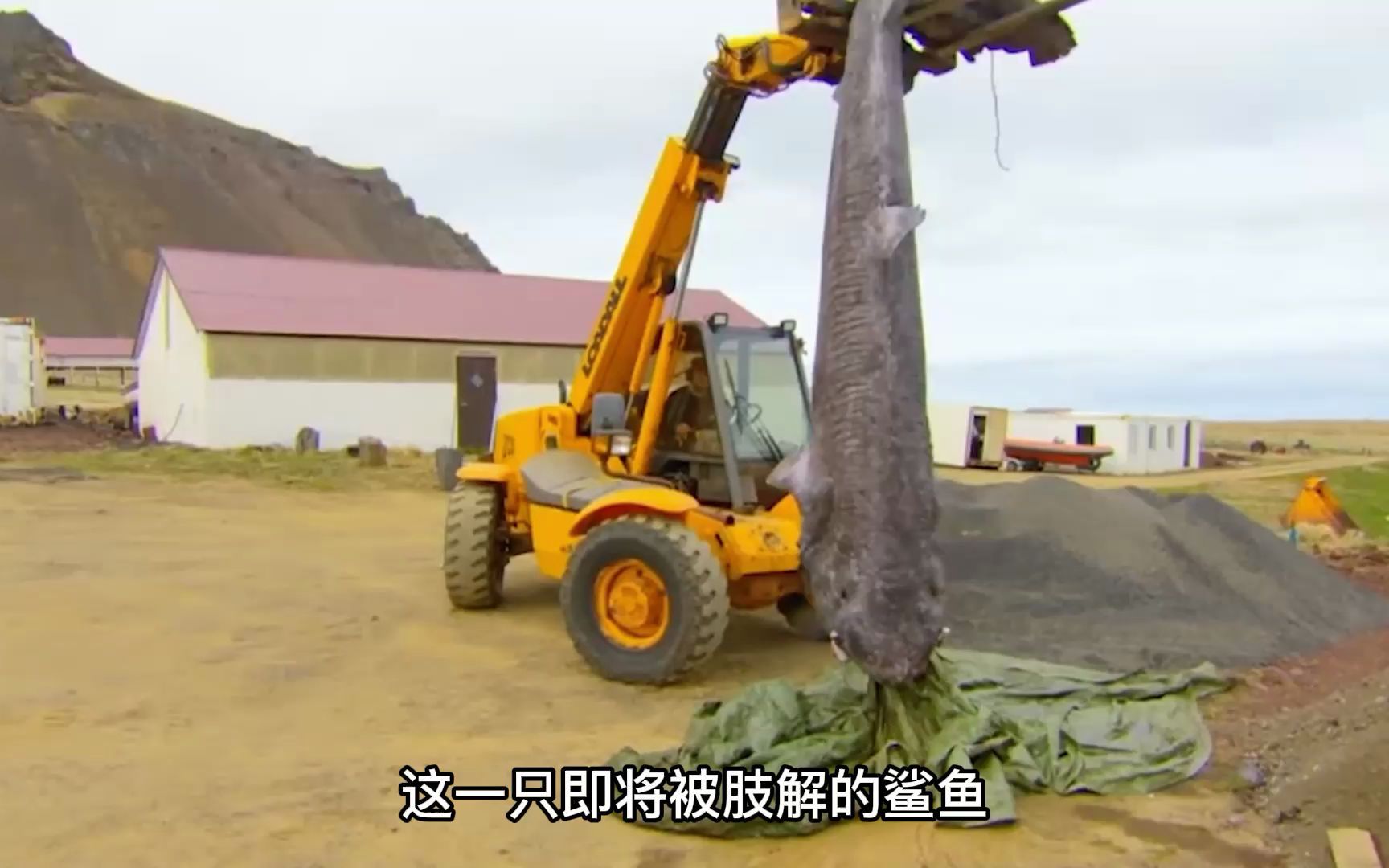 这种鱼的肉带有尿骚味且含剧毒全世界只有冰岛人在食用