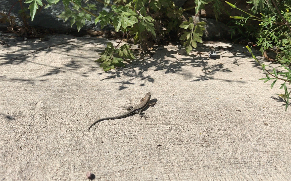 山地麻蜥晒太阳