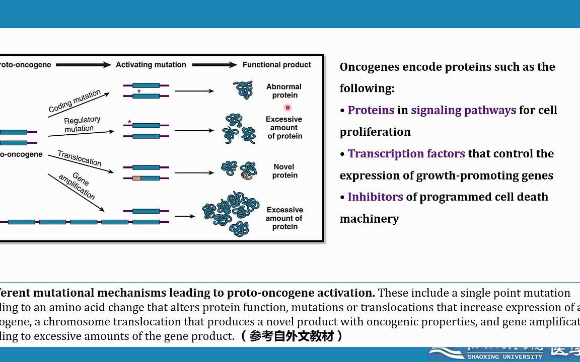 肿瘤与遗传02 肿瘤的遗传学基础(原癌基因和抑癌基因)哔哩哔哩bilibili