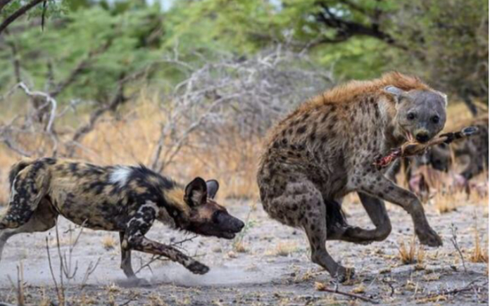非洲野犬围攻斑鬣狗