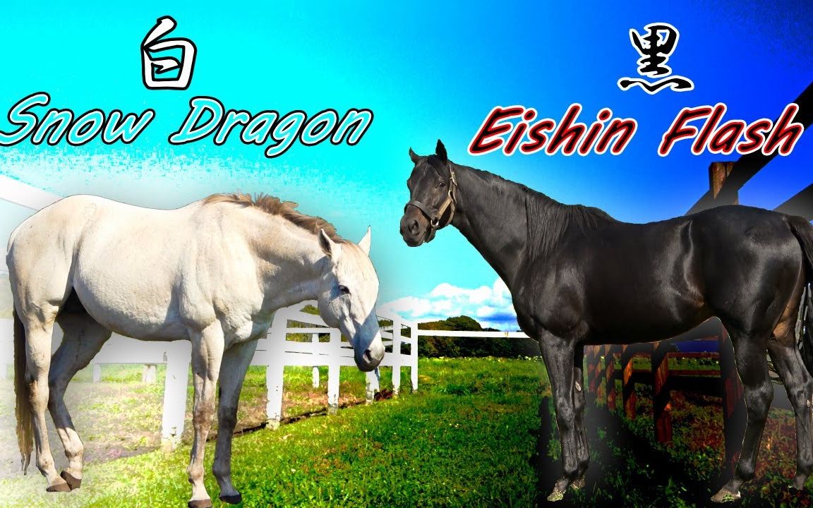 赛马对比强烈的邻居黑马荣进闪耀与白马瑞草祥龙