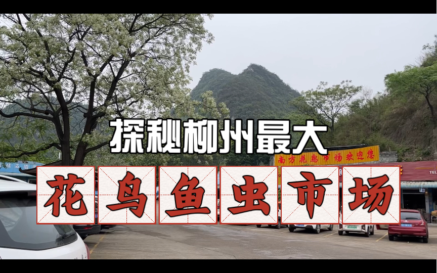 探索逛逛|柳州|最大花鸟鱼虫市场(上)