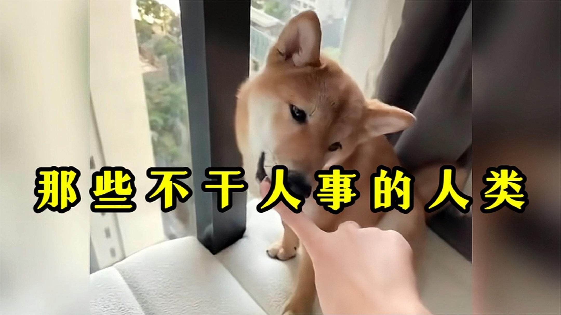 那些不干人事的人类,跟人沾边的事一点不干!