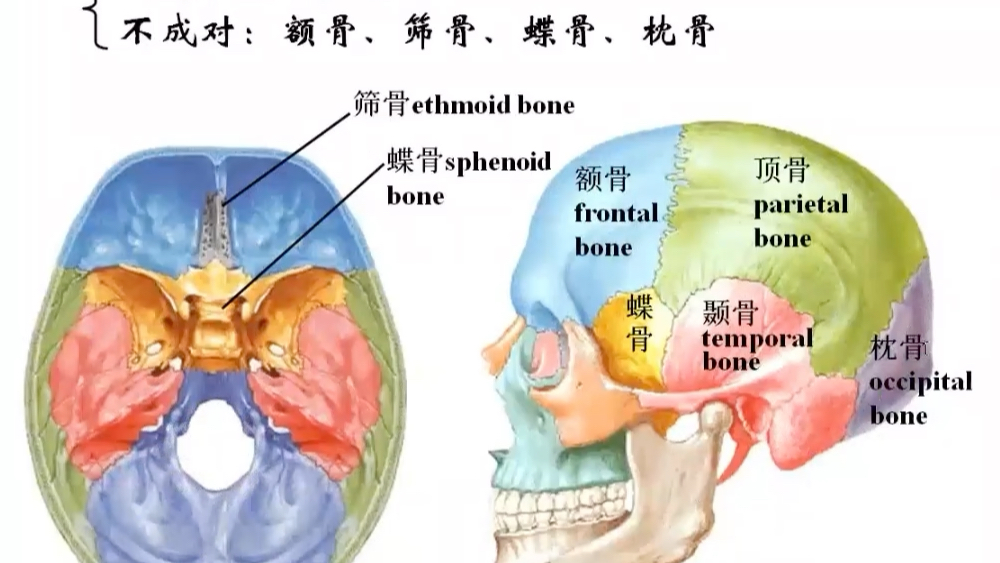 [图]运动解剖学—颅骨，我们太过关注皮肤和美貌，却忽略了我们的头骨，作为瑜伽教练或者健身教练，怎么能不学习解剖学？