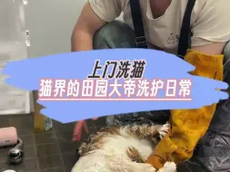 Скачать видео: 4月18日IP长沙上门洗猫 狸花洗护 七年没洗澡的狸花到底有多猛？今天我是真的开眼了!