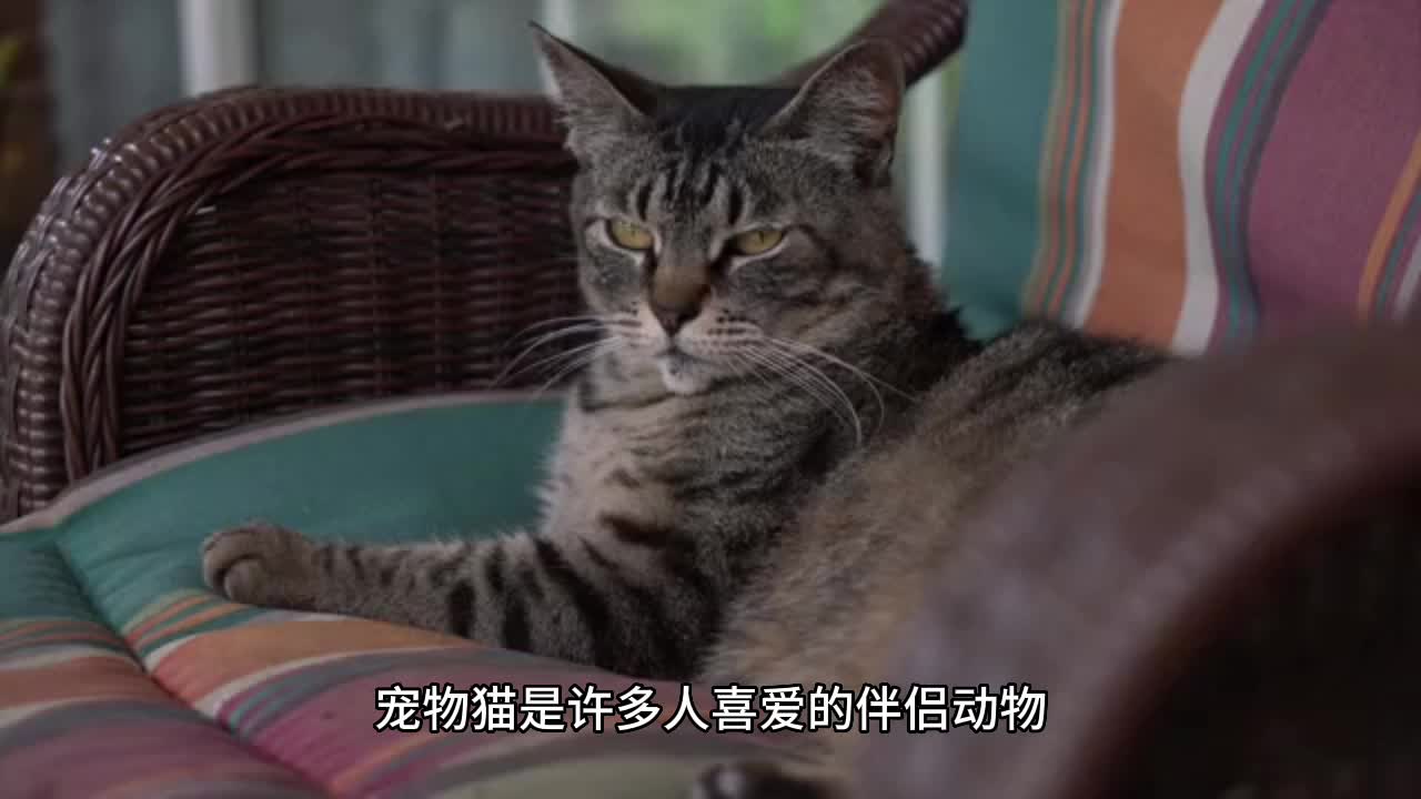 宠物猫饲养指南:如何选择适合你的猫咪品种哔哩哔哩bilibili