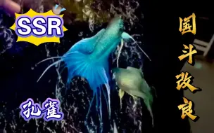 Download Video: SSR级精英国斗！孔雀，一条拥有名字的传奇斗鱼。特殊稀有尾型，偏绿体无纹。中国斗鱼改良！