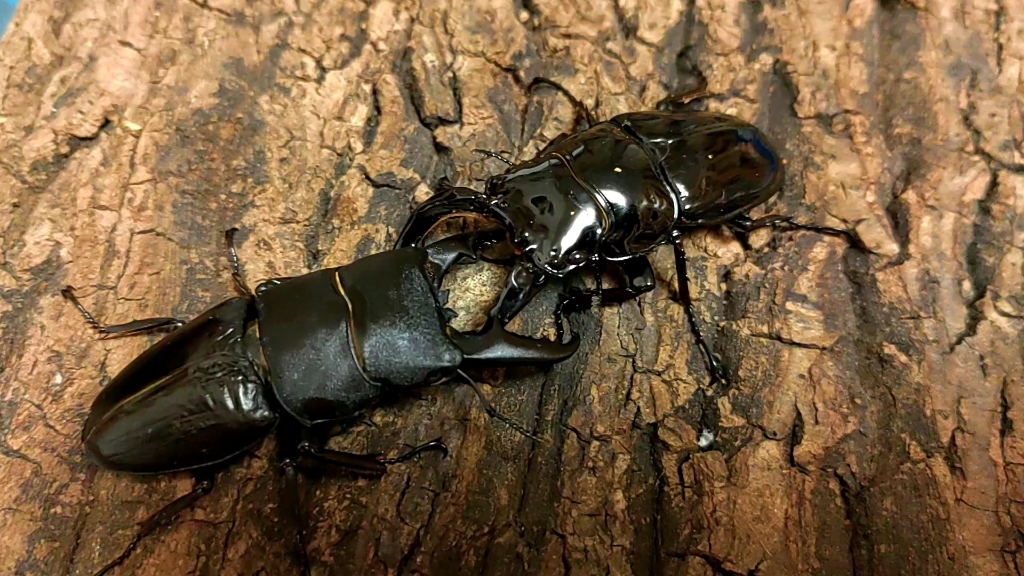 "推 屎 爬"互 殴