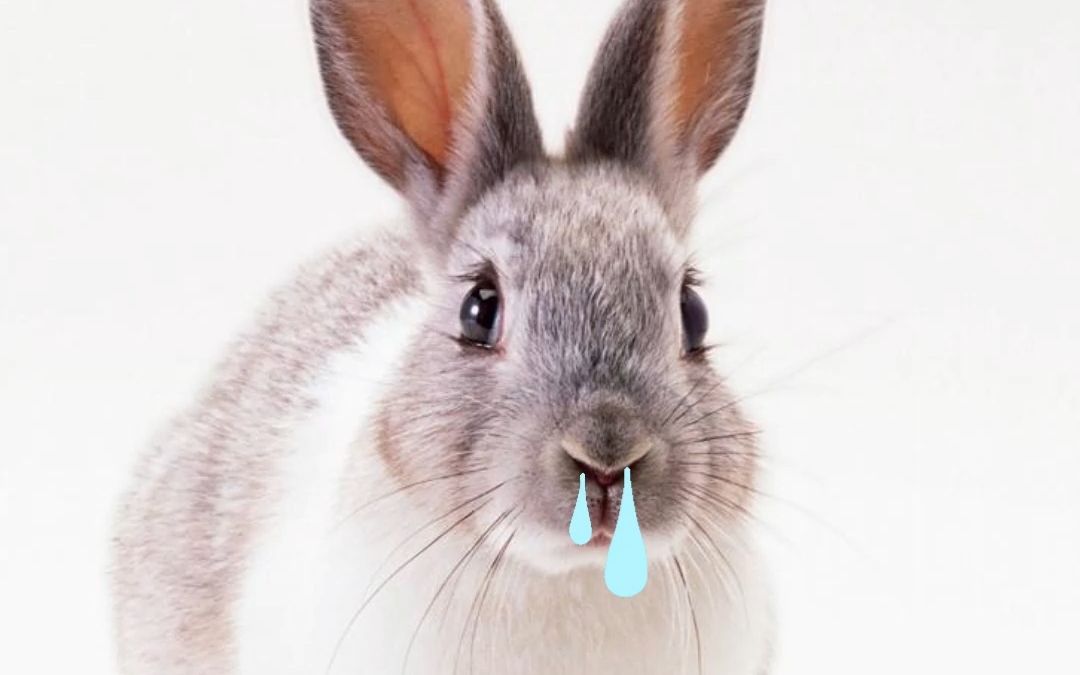 兔子流鼻涕正常吗