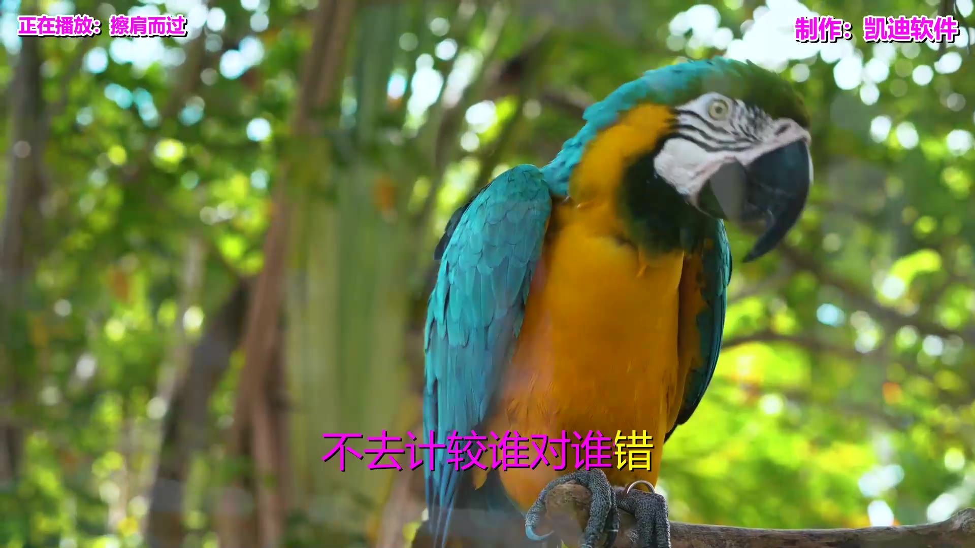 中国经典老歌500首《擦肩而过》