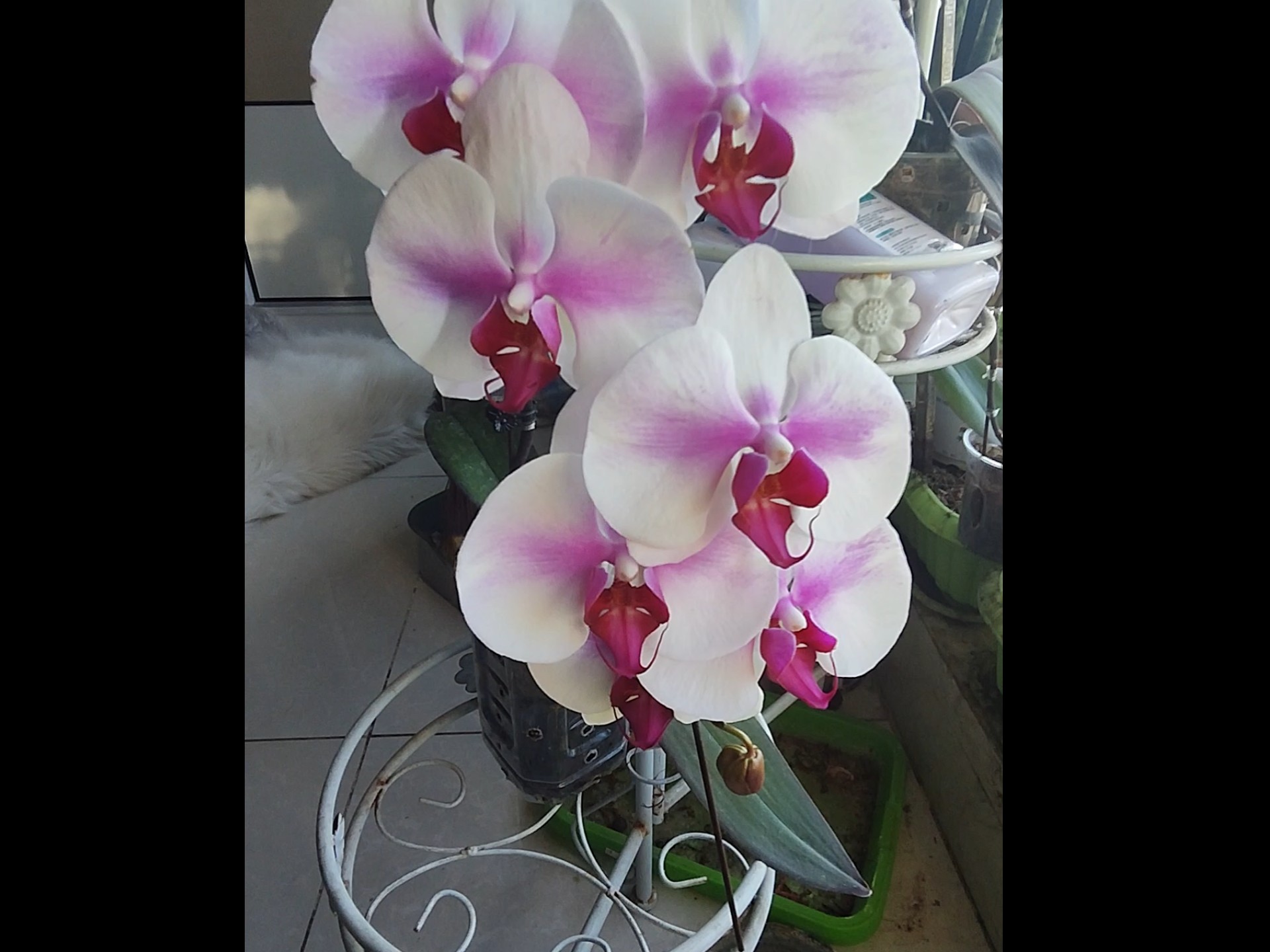 大花蝴蝶兰婚纱