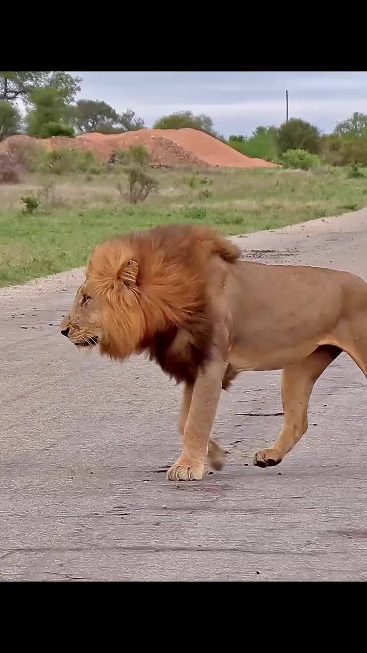 雄狮追雌狮. #狮子 #野生动物 #动物世界